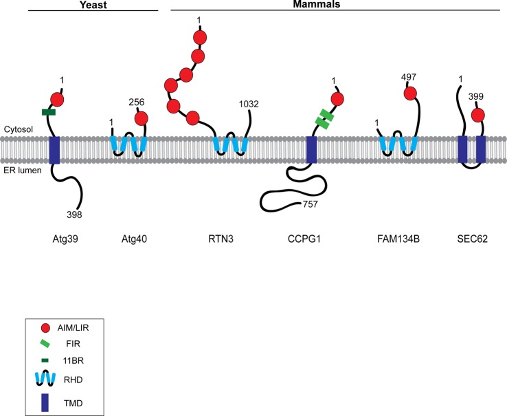 Figure 1.