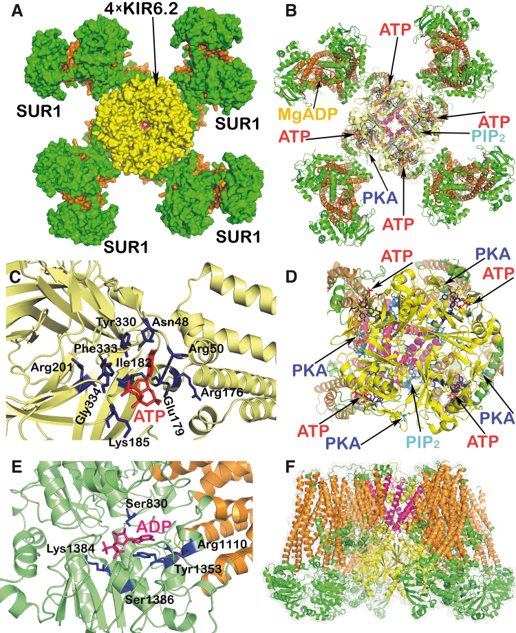 FIG. 2.