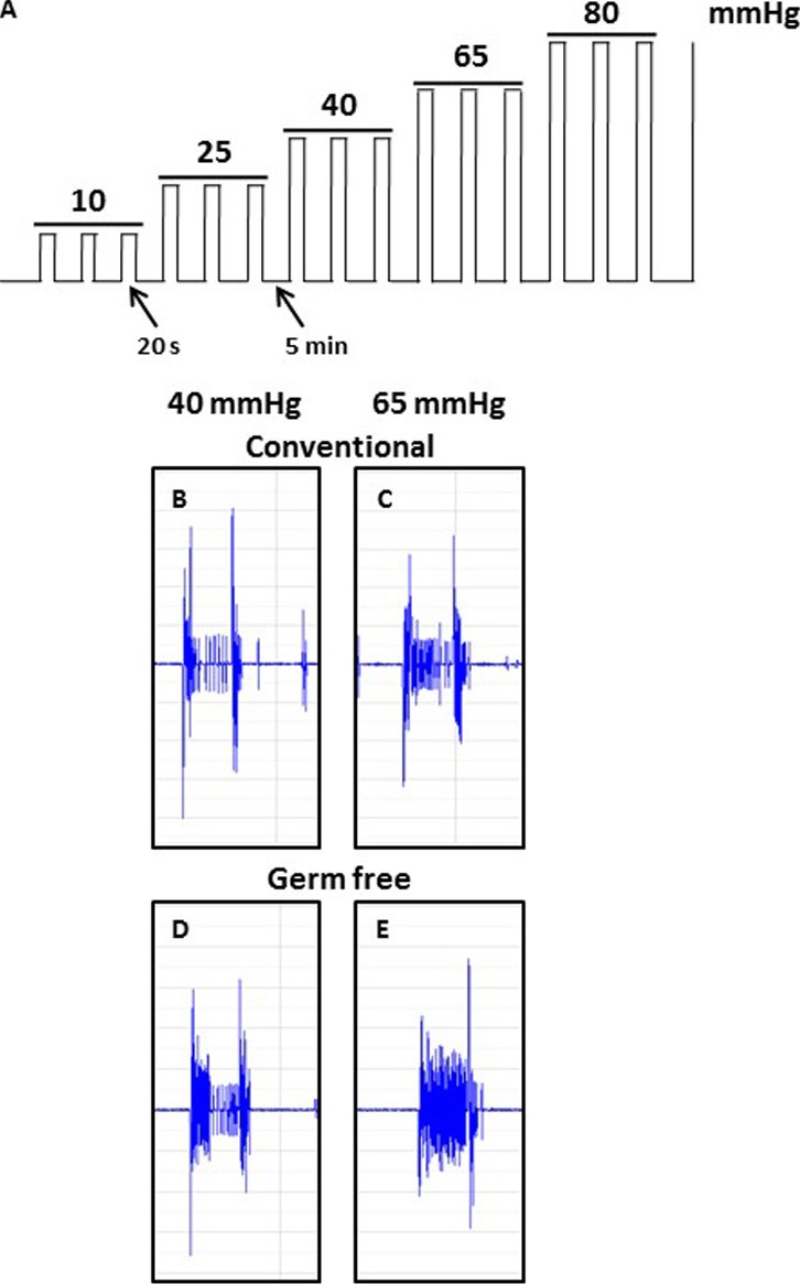 Figure 1—figure supplement 1.