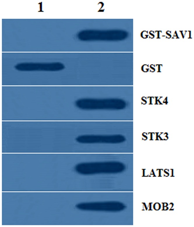 Fig 4