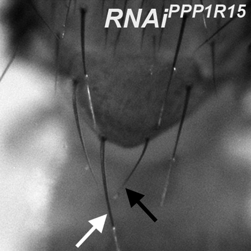 Figure 5—figure supplement 2.