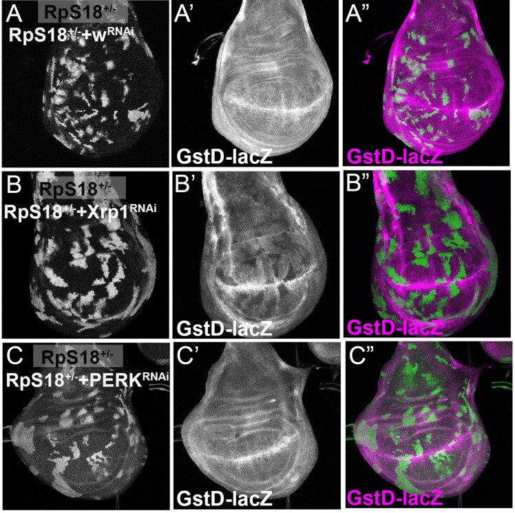 Figure 6—figure supplement 2.