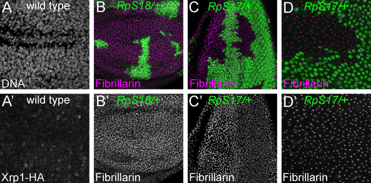 Figure 2—figure supplement 2.