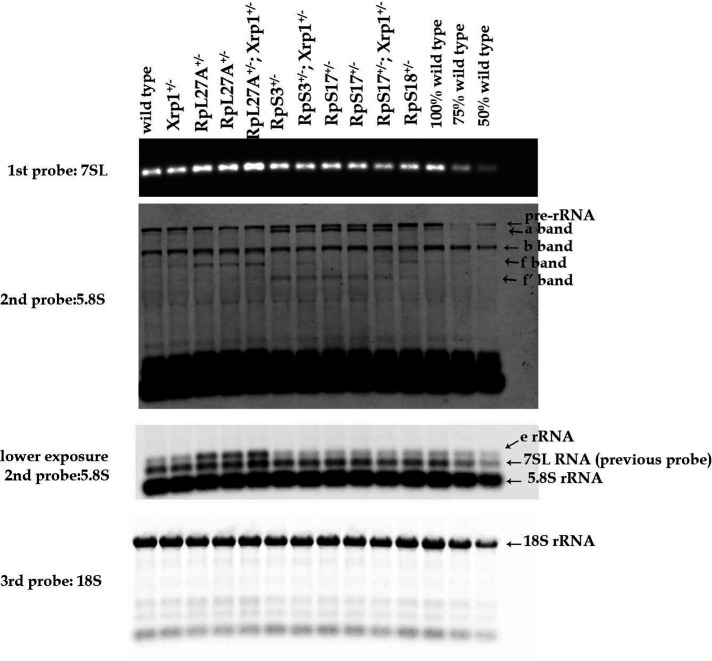 Figure 2—figure supplement 1.