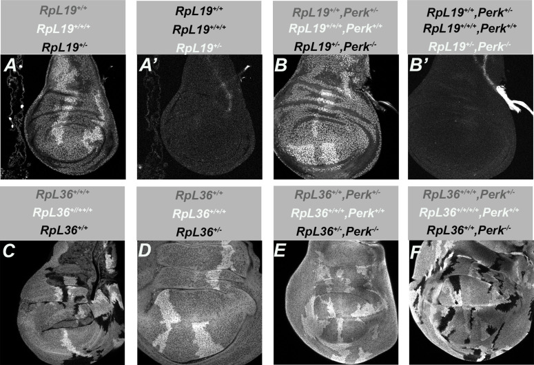 Figure 5—figure supplement 3.