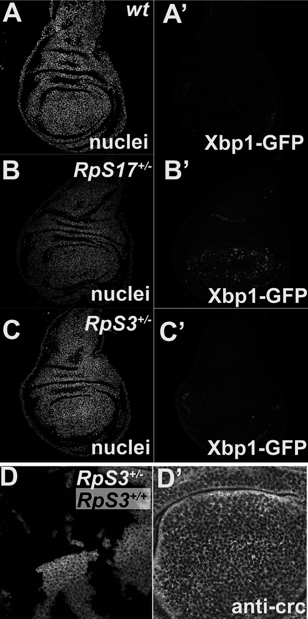 Figure 4—figure supplement 1.