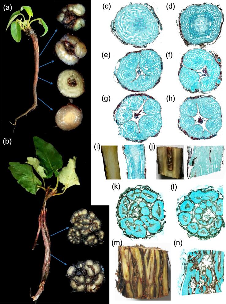 Fig. 2