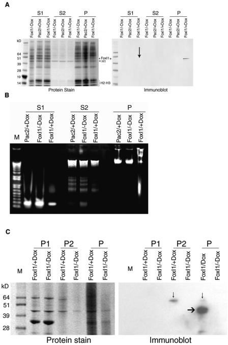 FIG. 8.