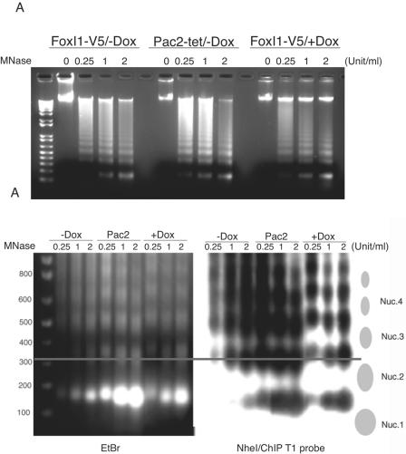 FIG. 7.