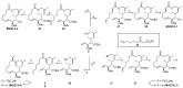 Scheme 3