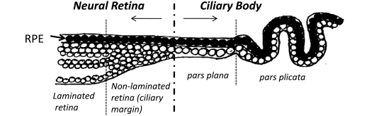 Fig. (1)