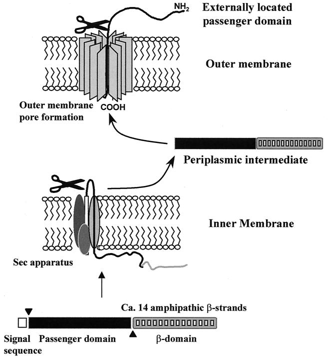 FIG. 1