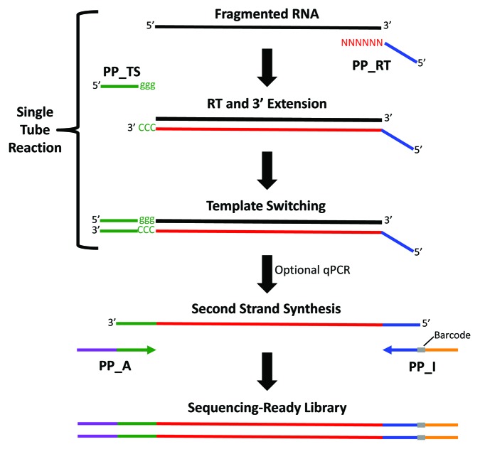 graphic file with name rna-10-502-g1.jpg