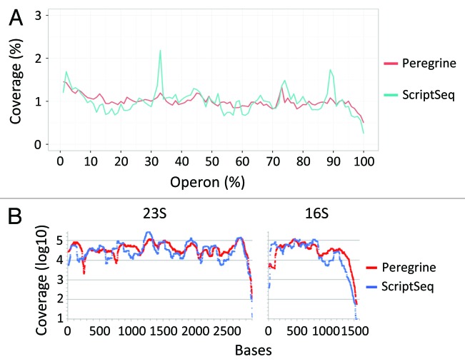 graphic file with name rna-10-502-g7.jpg