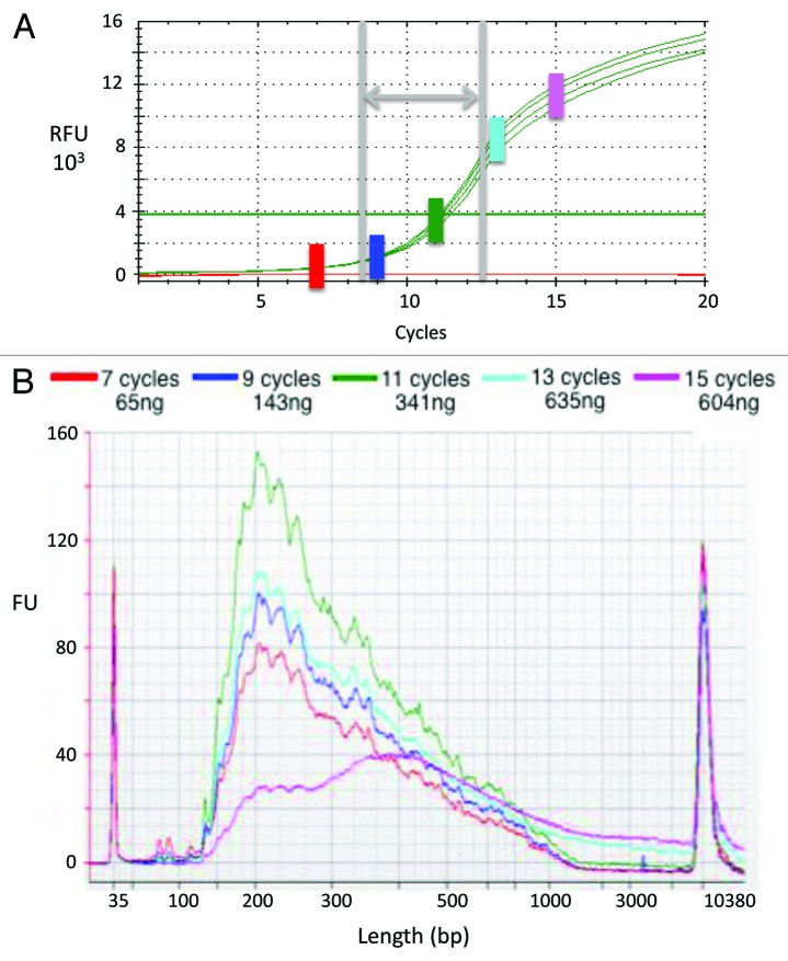 graphic file with name rna-10-502-g2.jpg