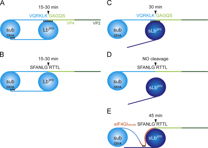 Fig. 10