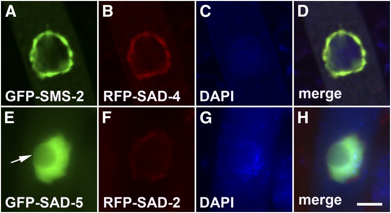 Figure 5