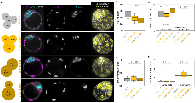 Figure 3—figure supplement 2.