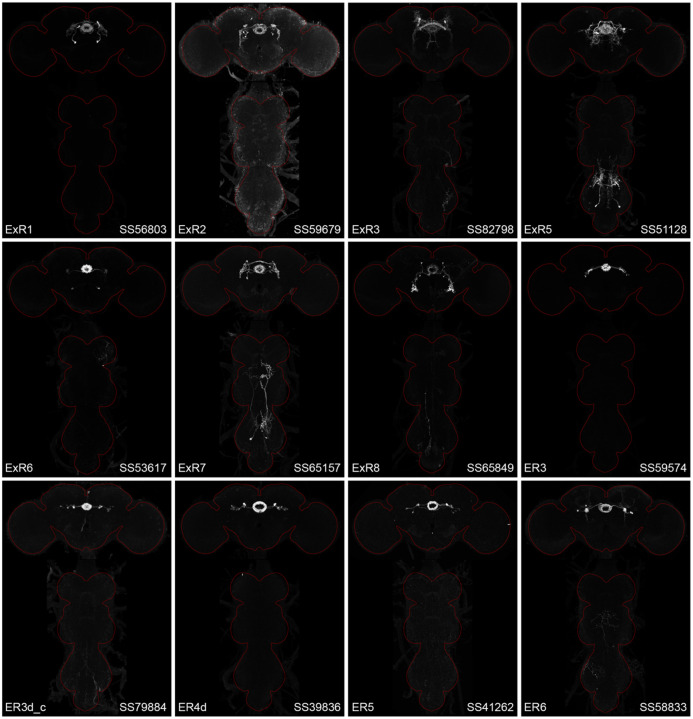 Figure 2—figure supplement 4.