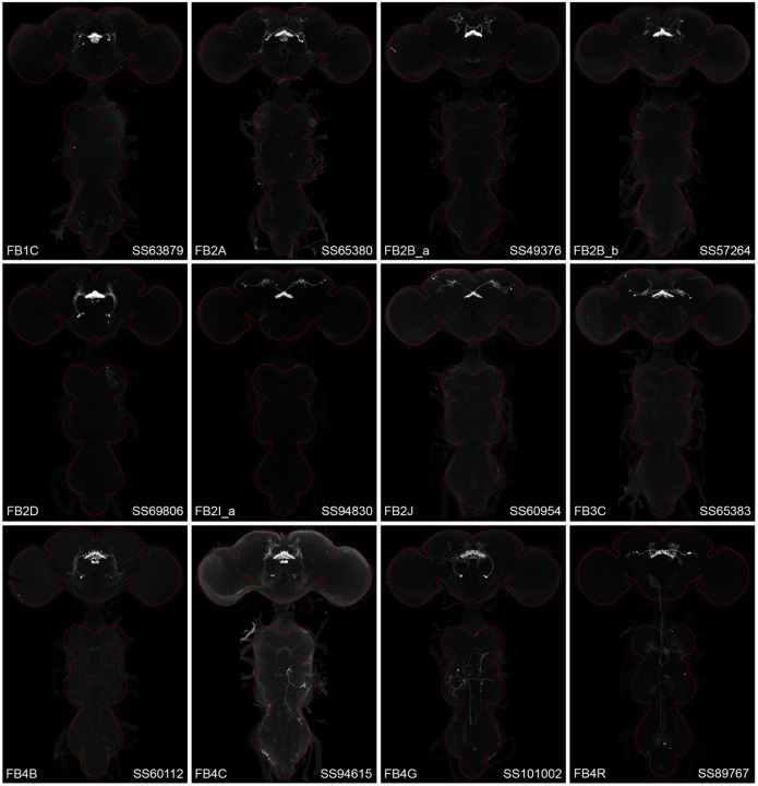 Figure 2—figure supplement 1.