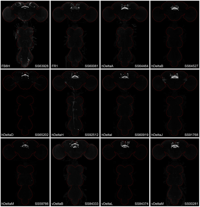 Figure 2—figure supplement 3.