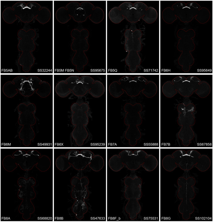 Figure 2—figure supplement 2.