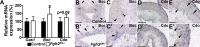 Fig. 12.