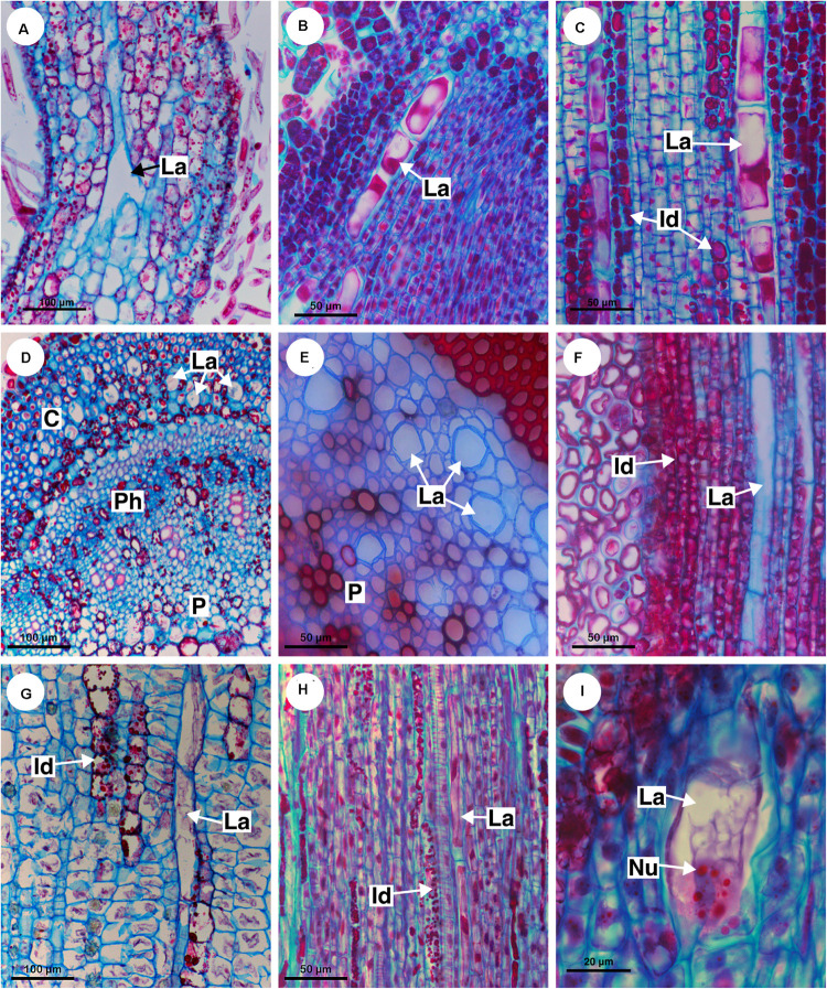 FIGURE 9