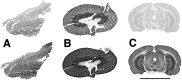 Fig. 9.