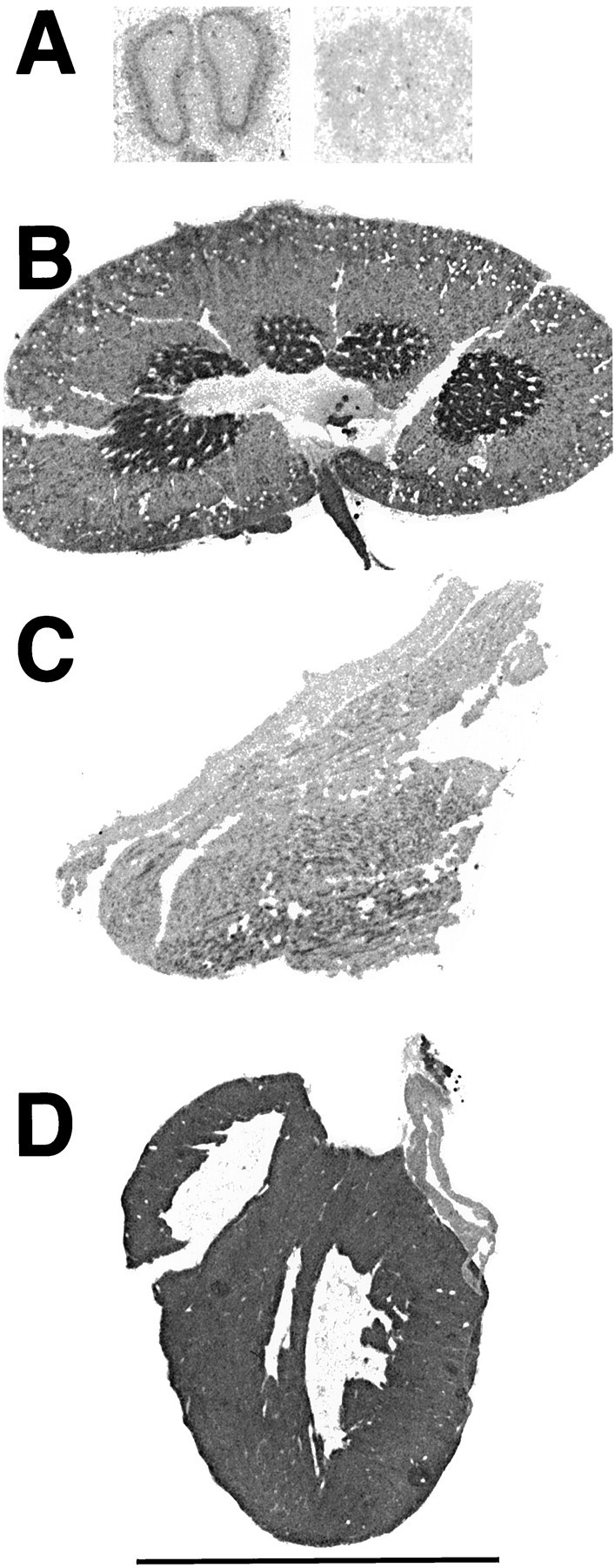 Fig. 8.