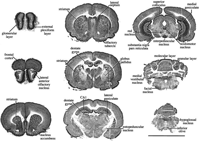 Fig. 10.