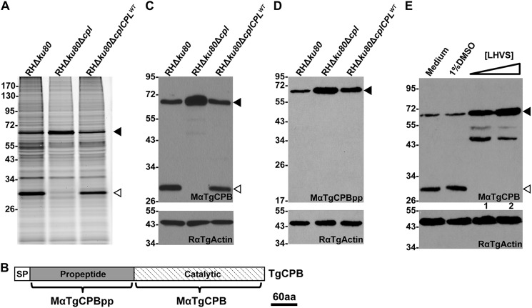 FIGURE 1.