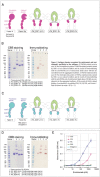 Figure 2: Antigen domain recognised by emicizumab and emicizumab’s specificity to the antigens