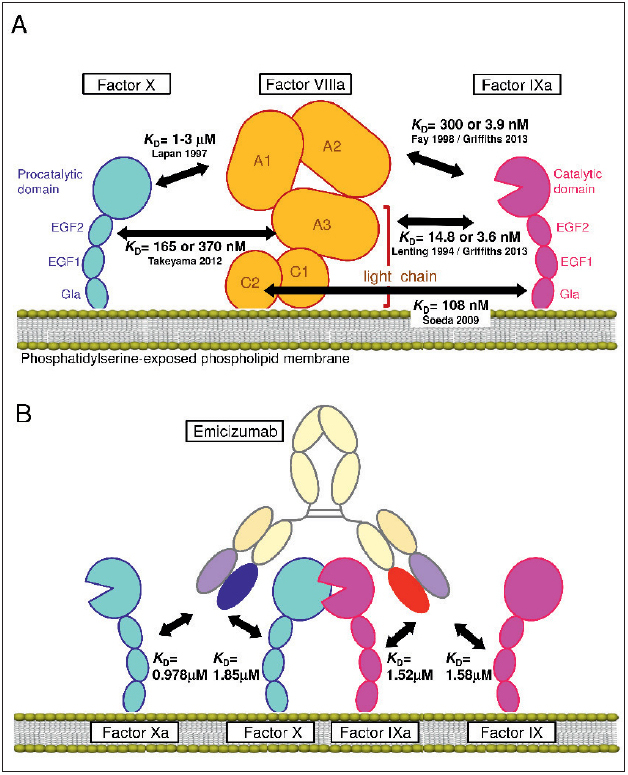 Figure 1 Schematic illustrations of the interactions of FVIIIa or emicizumab with FIX/FIXa and FX/FXa