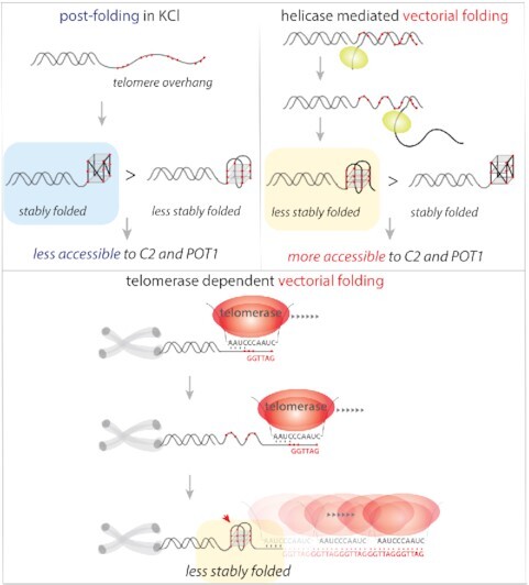 Graphical Abstract