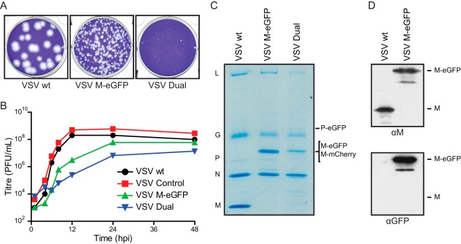 FIG 2