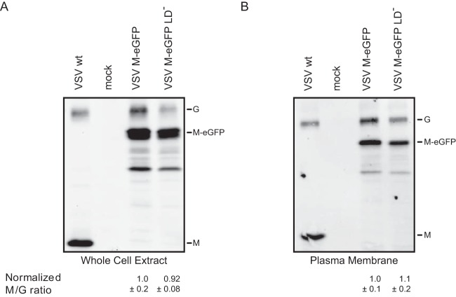 FIG 8