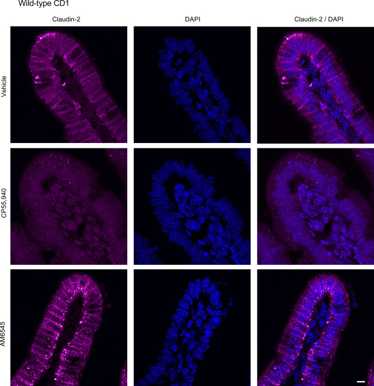 Figure 16.