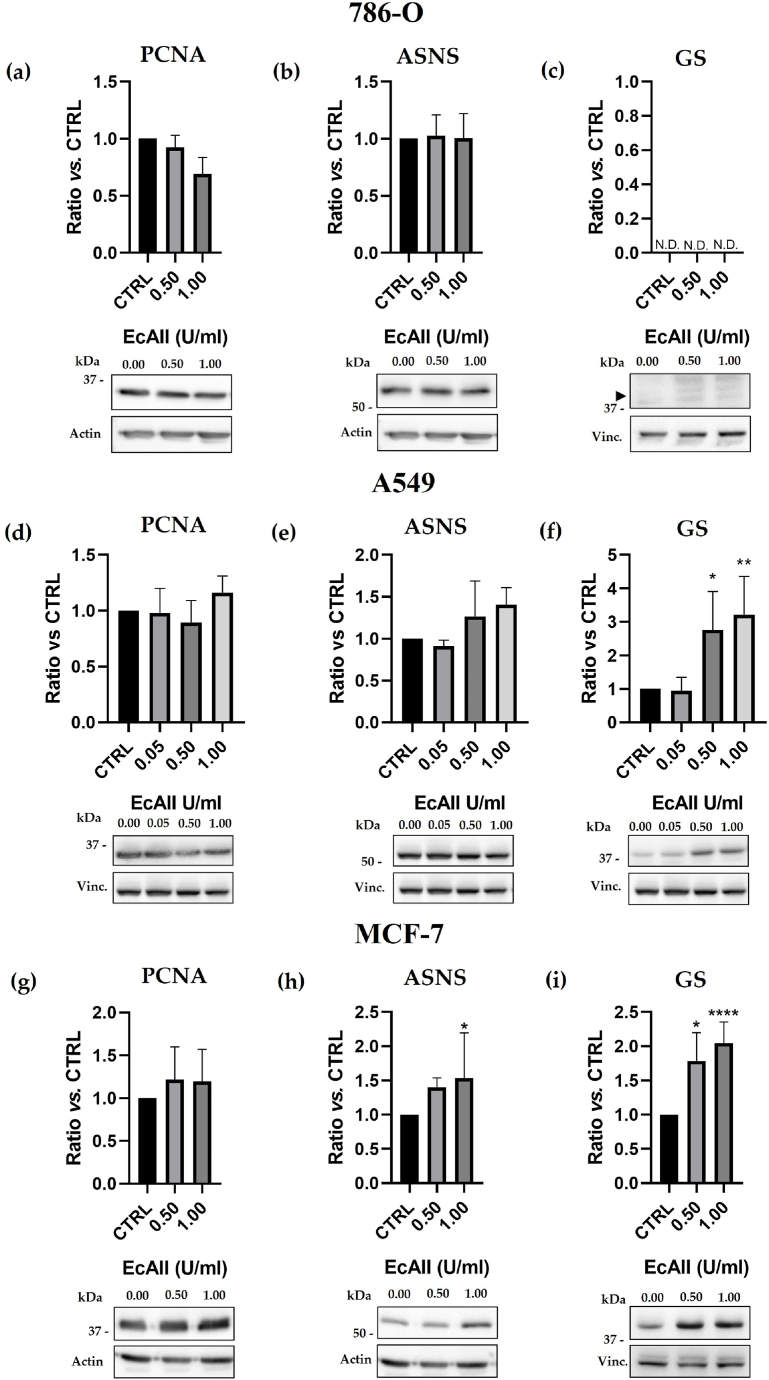 Differential effect of asparagine and glutamine removal on three ...