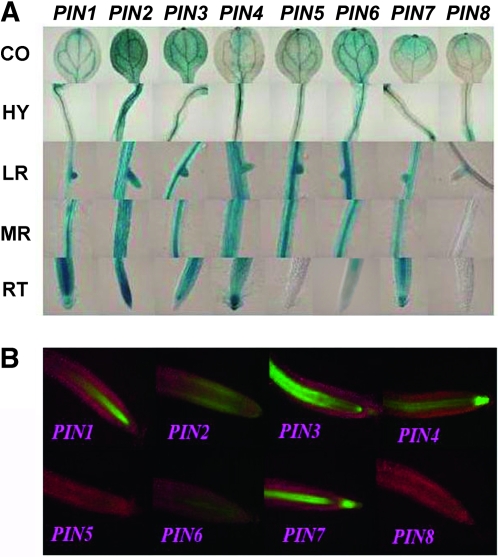 Figure 4.—