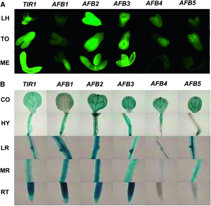 Figure 5.—