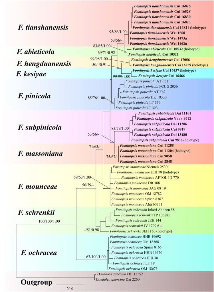 FIGURE 1