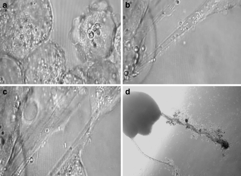 Fig. 2