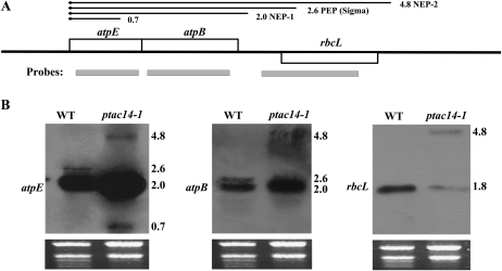 Figure 6.