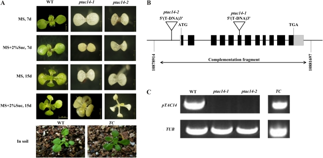 Figure 3.