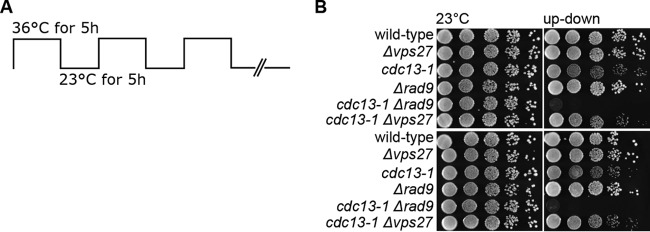 FIG 6 