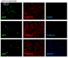 Figure 3—figure supplement 3.