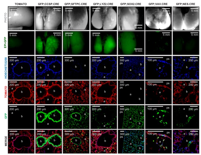 Figure 1—figure supplement 3.