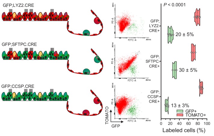 Figure 1—figure supplement 5.