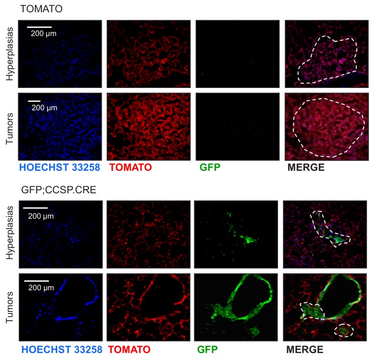 Figure 1—figure supplement 14.